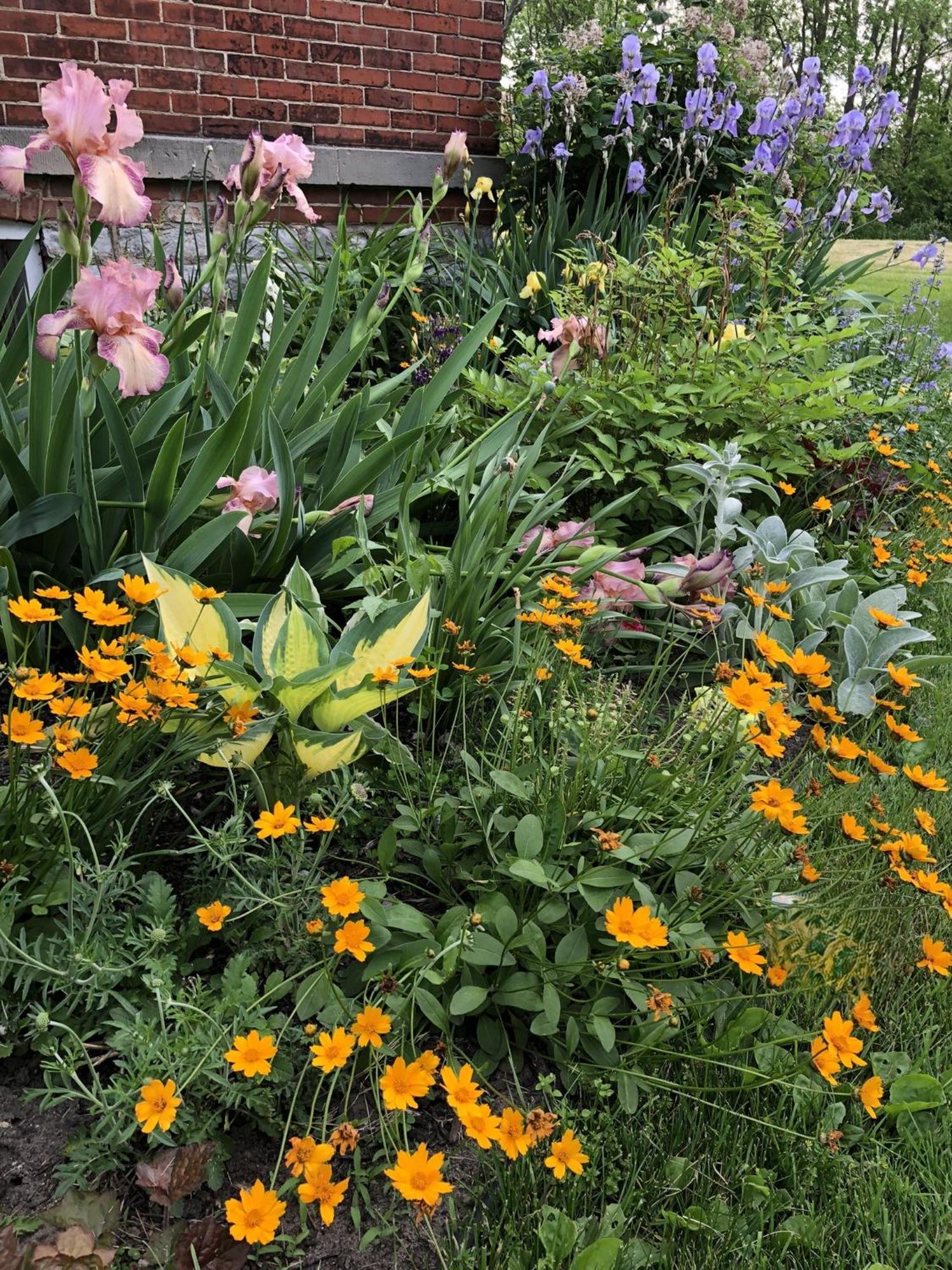 The Vine Bed & Breakfast, Llc ダンディー エクステリア 写真