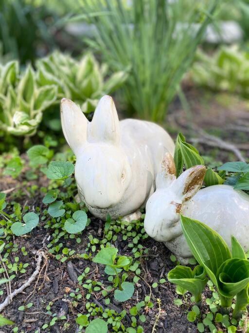 The Vine Bed & Breakfast, Llc ダンディー エクステリア 写真
